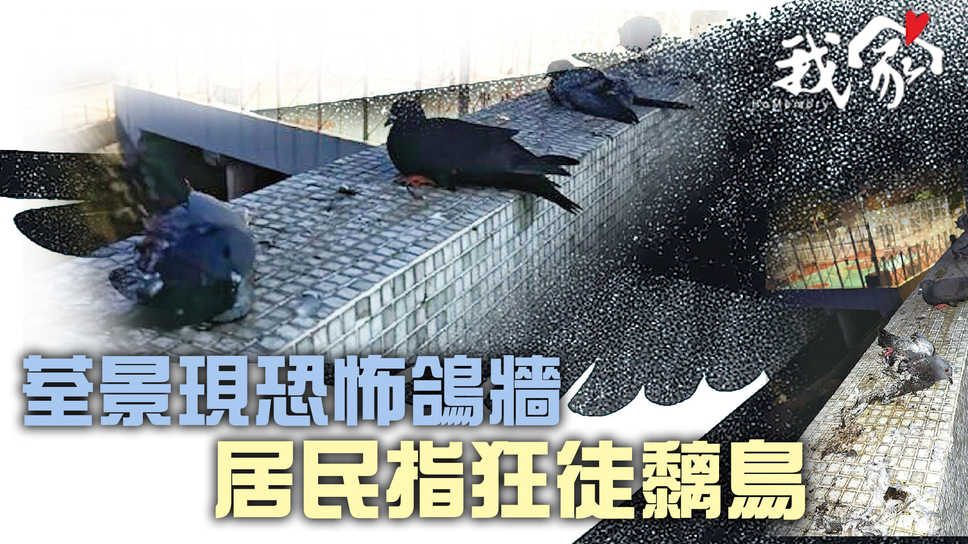 (荃灣葵青離島)荃景現恐怖鴿牆  居民指狂徒黐鳥